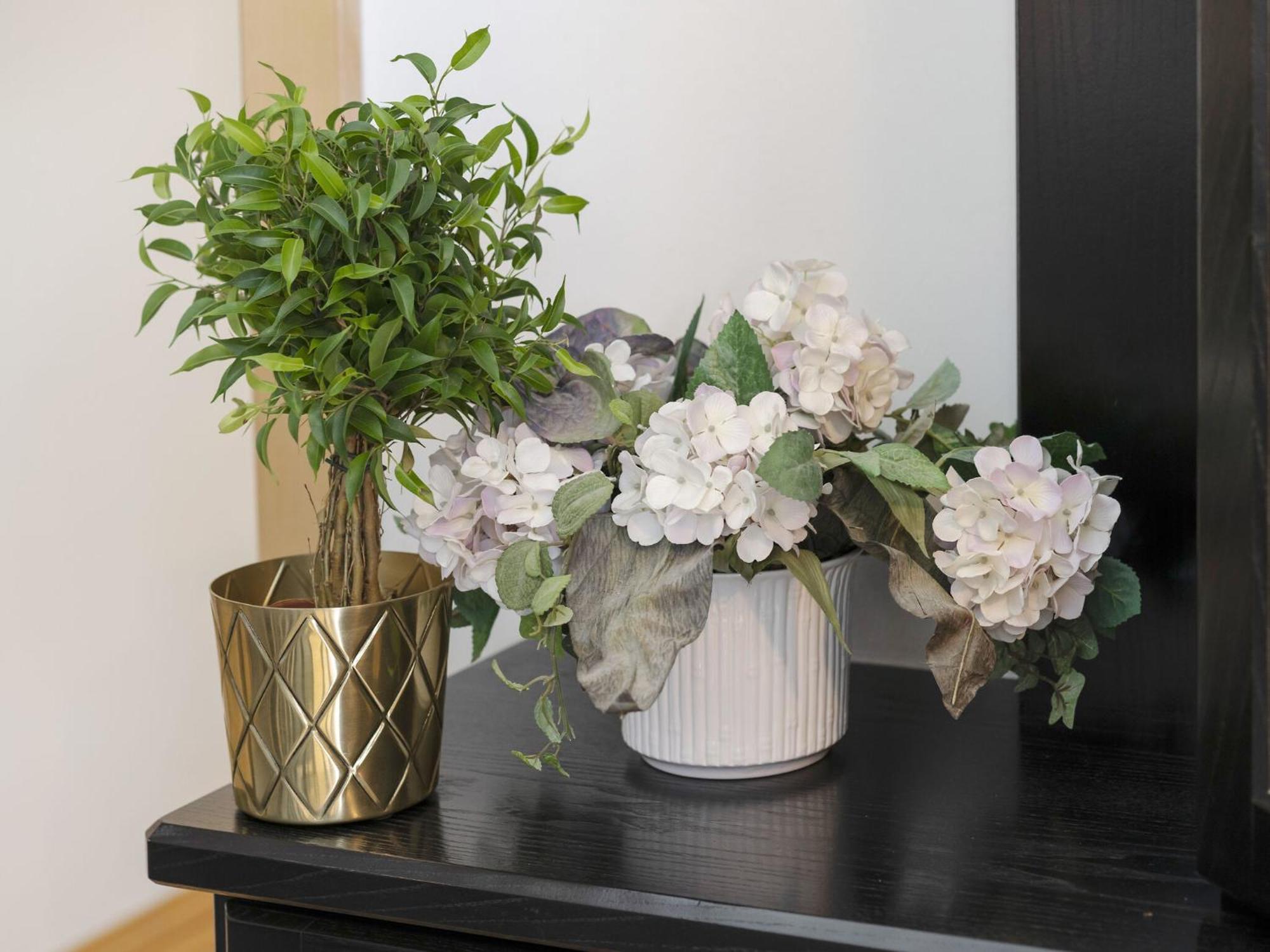 סנט קנזיאן Villa Rose מראה חיצוני תמונה